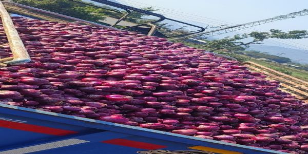 नाशिक : कांदा धोरणामुळे शेतकऱ्यांसाठी तोट्याचंच वर्ष