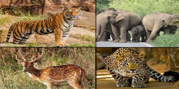 वन्यजीव संरक्षण : मानवतेच्या अस्तित्वाचा मूलाधार