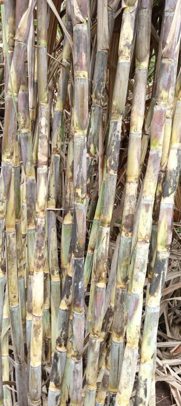 ऊसदर आंदोलनप्रकरणी अखेर चर्चेअंती तोडगा ऊसदर आंदोलनप्रकरणी अखेर चर्चेअंती तोडगा