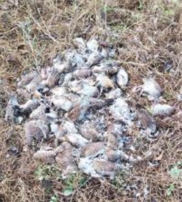 डोंबिवली डोंबिवली