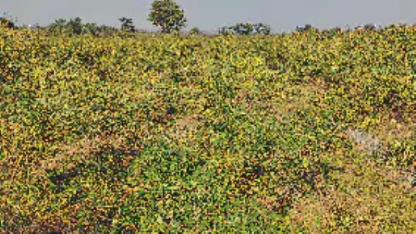 तुरीच्या पिकांचे रक्षण करण्यासाठी शेतकऱ्यांची थंडीत रात्रभर जागरण:वन्यप्राण्यांच्या त्रासाने मेहनत झाली मातीमोल तुरीच्या पिकांचे रक्षण करण्यासाठी शेतकऱ्यांची थंडीत रात्रभर जागरण:वन्यप्राण्यांच्या त्रासाने मेहनत झाली मातीमोल