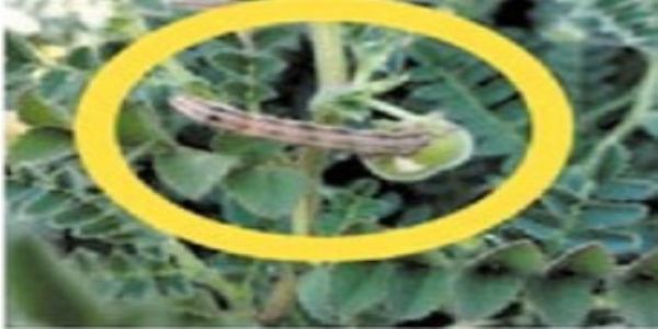 अमरावती : घाटे अळीचा हरभरा पिकाला धोका!