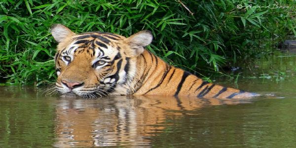 दिंडोरी : बिबट्याच्या हल्ल्यात पाच ग्रामस्थ जखमी