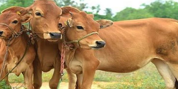 पावसाळ्यात, नैसर्गिक आपत्तीत पशुधनाची घ्या अशी काळजी