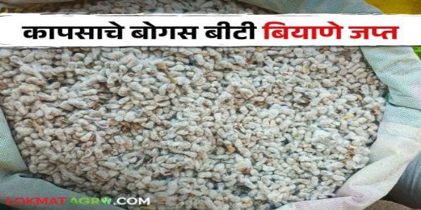 अमरावती : बोगस बियाण्यांचा शोध घेण्यासाठी पोलिस जाणार गुजरातला