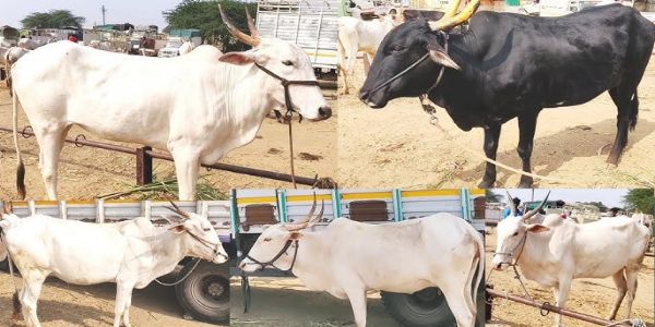 राजुरा येथील गुरांचा बाजार गुरुवारी बंद राहणार