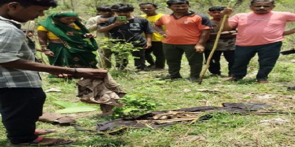 हरिसाल येथील वाघाच्या हल्ल्यात इसमाचा मृत्यू
