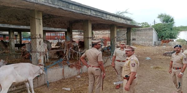 नागपुरात 238 गोवंशीयांची सुटका, 24 लाखांच्या मुद्देमालासह तस्कर टोळी जेरबंद