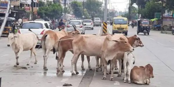 अमरावती - रस्त्यावर मोकाट गुरांचा उपद्रव; कचराकुंडीमुळे समस्या वाढली