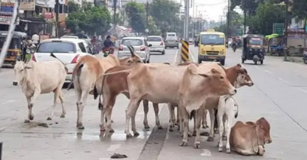 रस्त्यावर मोकाट गुरांचा उपद्रव:कचराकुंडीमुळे समस्या वाढली; लहान मुले अन् वृद्धांवर हल्ला होण्याची शक्यता