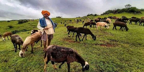 राज्याच्या वनक्षेत्रात मेंढीचराईचा प्रश्न ऐरणीवर