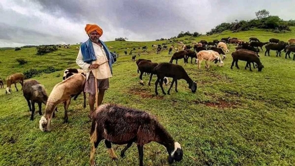 राज्याच्या वनक्षेत्रात मेंढीचराईचा प्रश्न ऐरणीवर; मेंढपाळ आणि वन कर्मचाऱ्यांमध्ये संघर्ष  मेंढपाळांबाबत स्वतंत्र धोरणाविषयी शासन स्तरावर अनास्था