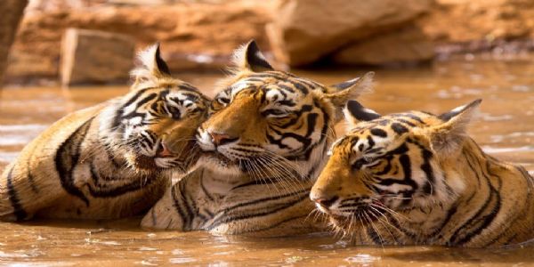 चंद्रपूर : २०२६ च्या व्याघ्रगणनेच्या तयारीस प्रारंभ