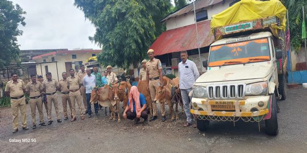 हिवरखेड पोलीसांनी ६ गोवंशाना दिले जीवनदान