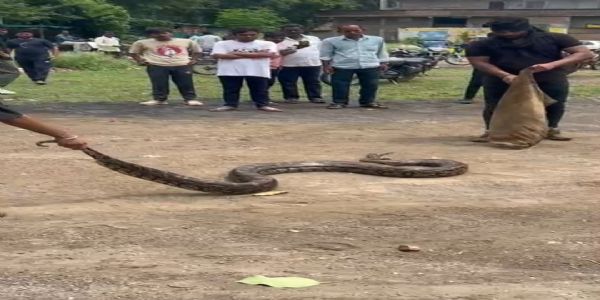 अकोल्यात तब्बल बारा फुटाचा अजगर आढळल्याने खळबळ