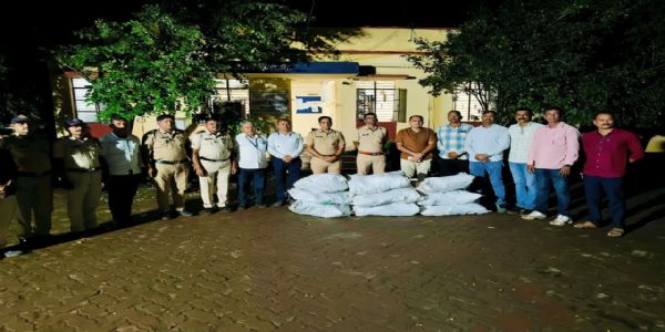 लातूरमध्ये 71 किलो गांजाच्या झाडासह एक जण ताब्यात