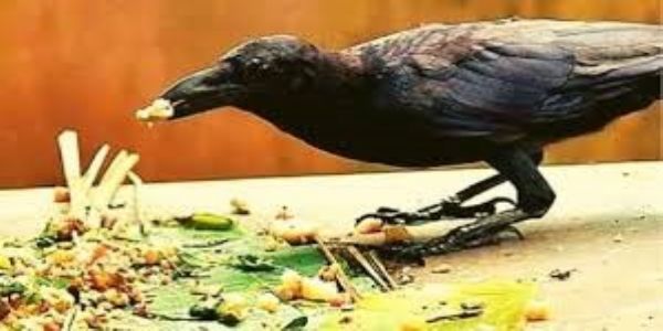 पितृपक्षात कावळे कमी; पर्यावरण संवर्धनासाठी आपली जबाबदारी