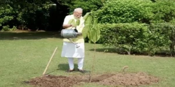 पंतप्रधान मोदींनी त्यांच्या निवासस्थानी लावले कदंबाचे झाड