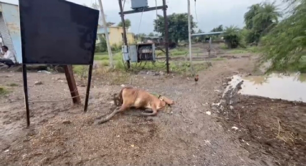 गर्भवती गायेला विजेचा शॉक लागून मृत्यू; वणी गावात महावितरण विरोधात संताप