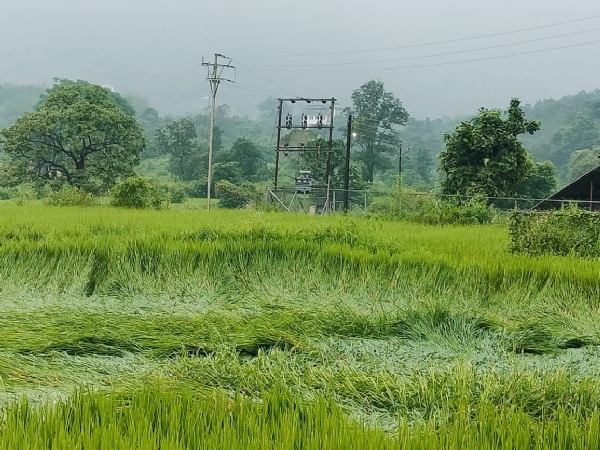 शेतकऱ्यांचा हातातोंडाशी आलेला घास हिरावला – 1388 शेतकरी संकटात