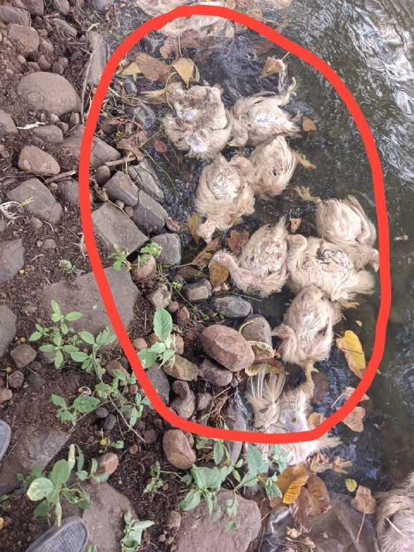 तलावात फेकलेल्या मृत कोंबड्यांमुळे आरोग्याच्या प्रश्न ऐरणीवर दहा दिवस उलटले तरी प्रशासन गाढ झोपेत