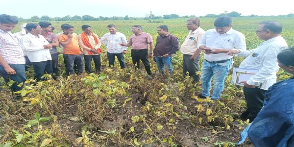 अकोला : सोयाबीन यलो मोझाकची कृषी विभागाकडून पाहणी