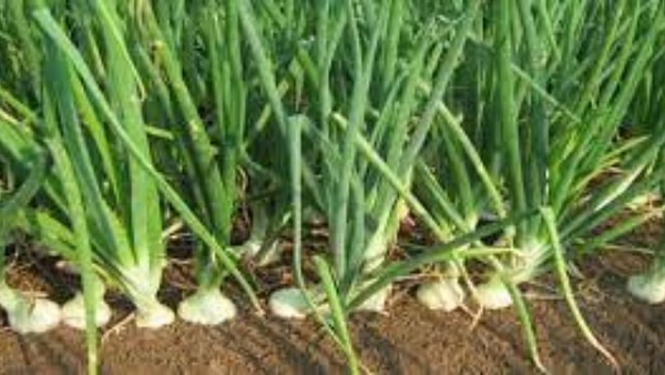 अलिबागच्या पांढऱ्या कांद्याला बहर; २५० वरून ५०० हेक्टरपर्यंत क्षेत्रवाढ