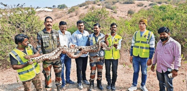 सर्पमित्रांनी अथक प्रयत्न करत दोन्ही अजगरांना सुरक्षितपणे पकडले