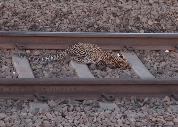 देवळालीजवळ रेल्वेच्या धडकेने मादी बिबट्याचा मृत्यू