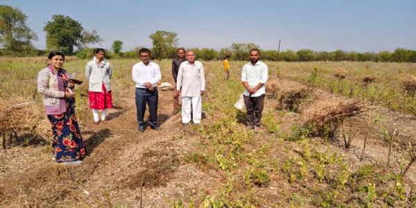 पीक विमा योजना : पिंपरी खु. येथे तूर पीक कापणी प्रयोग