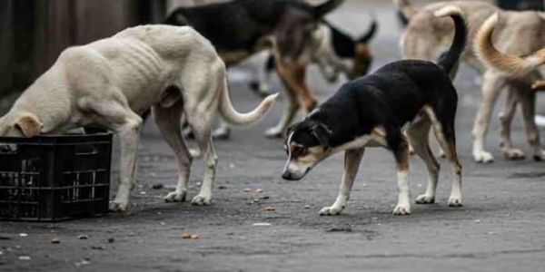 तेलंगणामध्ये निवडणूक आश्वासन पुर्ण करण्यासाठी 500 भटक्या कुत्र्यांची हत्या