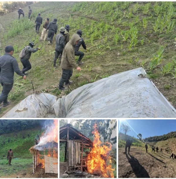 Illegal opium cultivation