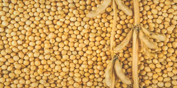 तीन वर्षांनंतर पहिल्यांदाच सोयाबीनने पाच हजारांचा टप्पा ओलांडला