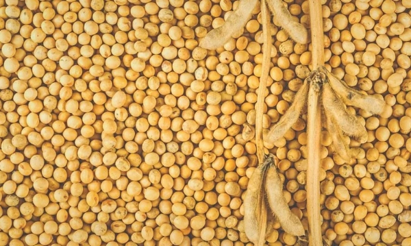 तीन वर्षांनंतर सोयाबीन पाच हजारी; वाढलेल्या भावांचा खरा लाभ कुणाला?  75 टक्के शेतकऱ्यांकडे साठवणूकच नाही