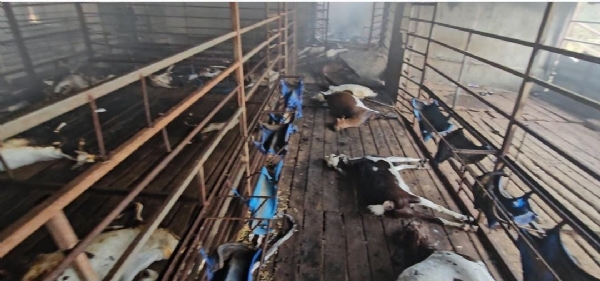 Fire at Rabia Goat Farm kills 300 to 400 goats