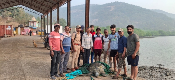 male green sea turtle was found