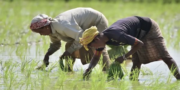 भारत बनला जगातील सर्वात मोठा तांदूळ उत्पादक देश