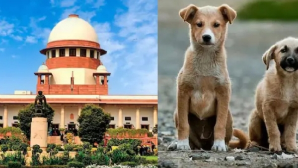 रस्त्यावर भटक्या कुत्र्यांची उपस्थिती आणि त्यांच्यामुळे होणाऱ्या अपघातांबद्दल सुप्रीम कोर्टाकडून चिंता व्यक्त रस्त्यावर भटक्या कुत्र्यांची उपस्थिती आणि त्यांच्यामुळे होणाऱ्या अपघातांबद्दल सुप्रीम कोर्टाकडून चिंता व्यक्त