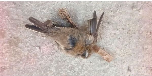 पाण्याअभावी चिमणीचा मृत्यू; दुष्काळाची झळ मुक्या जीवांनाही