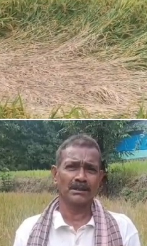 Farming in Mahad hit by heavy rains; demand to assess and provide compensation