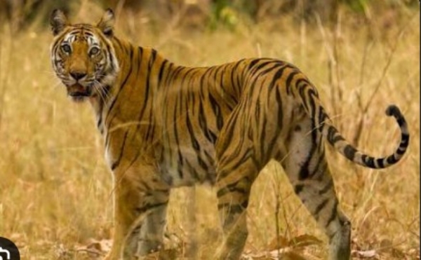 चिखलदऱ्यातील टाऊन हॉलजवळ पट्टेदार वाघाचे दर्शन