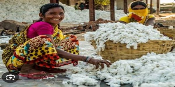 अमरावती : कापसाचे उत्पन्न घटले, दर वाढले; खुल्या बाजारात 9,४५० ते 10,000 रु. क्चिं. उच्चांकी दर