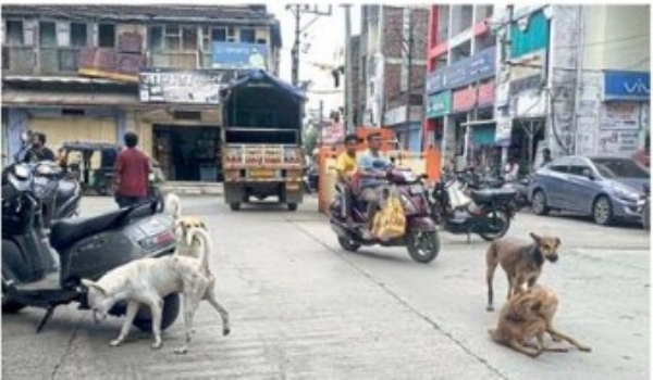 धामणगावात मोकाट कुत्र्यांचा उपद्रव ; नगर परिषद प्रशासन कुंभकर्णी झोपेत सुरक्षिततेचा प्रश्न ऐरणीवर
