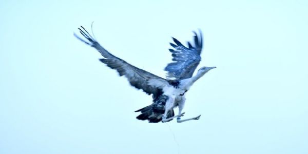 माळढोक संवर्धनाला नवी भरारी; दोन नर पक्षी नैसर्गिक अधिवासात