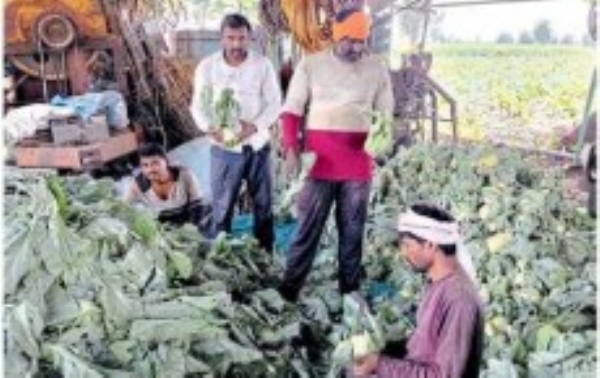 बाजारपेठेत फुलकोबीचे दर कोसळले आवक वाढली;