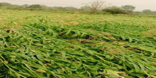 परभणी : अवकाळी पावसामुळे रब्बी पिकांचे मोठे नुकसान