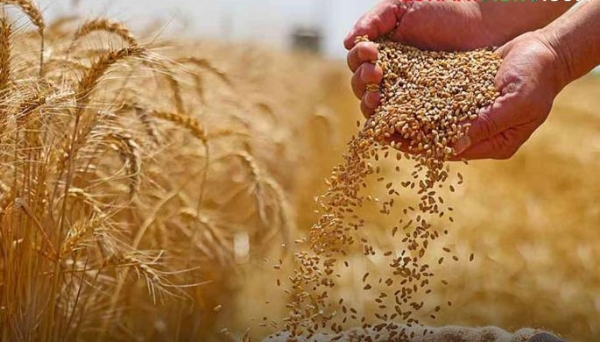 नवीन गव्हाचे बाजार समितीत आगमन निर्यातीच्या पार्श्वभूमीवर गव्हाचे दर तेजीत राहण्याची शक्यता नवीन गव्हाचे बाजार समितीत आगमन निर्यातीच्या पार्श्वभूमीवर गव्हाचे दर तेजीत राहण्याची शक्यता