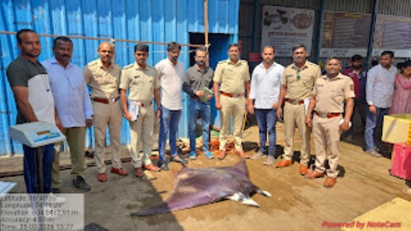 कोल्हापूरात ‘शॉर्टफिन डेव्हिल रे’ मासा जप्त