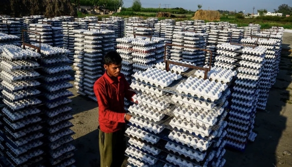 सौदी अरेबियाकडून भारतासह ४० देशांवर पोल्ट्री आयात बंदी, १६ देशांवर आंशिक निर्बंध