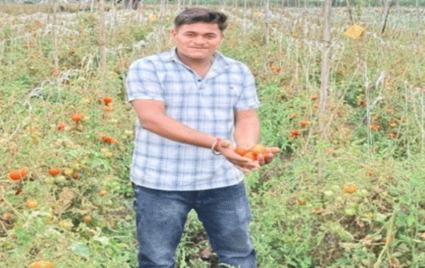 टमाटर, वाग्यांची आवक वाढली: भाव कोसळले एकरी खर्चही निघणे झाले कठीण  -भाजीपाला उत्पादक शेतकरी संकटात